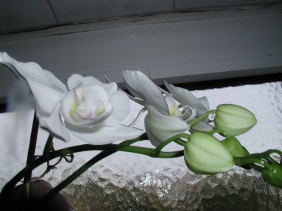 P1010014 (2).JPG