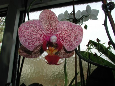 P1010008 (2).JPG
