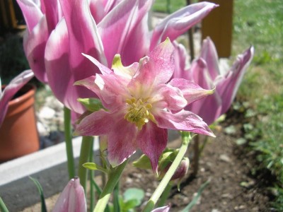 CLEMATIS.JPG