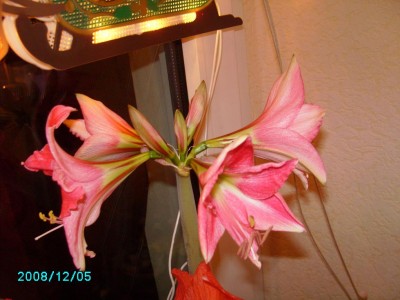 05122008 abends (4).JPG