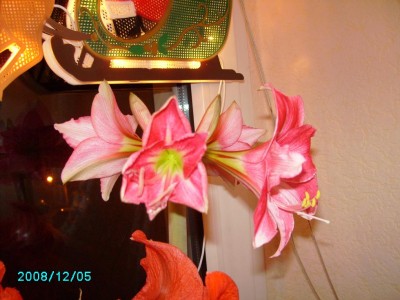 05122008 abends (3).JPG