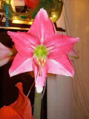 05122008 abends (2).JPG