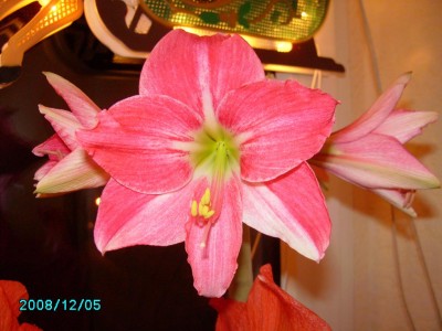 05122008 abends (1).JPG