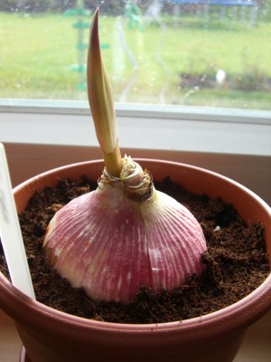 Hippeastrum Cybister Chico 06.12.08.jpg