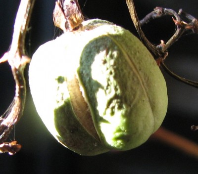 Samenkapsel Jatropha integerrima.jpg