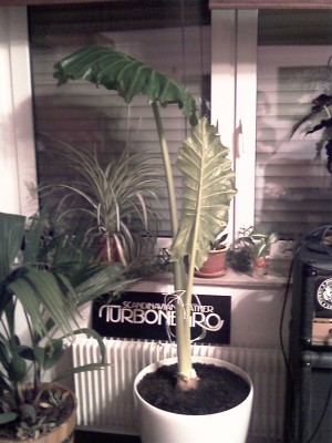 IMAG0081.jpg