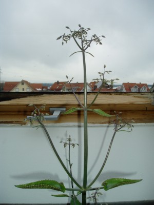 Knospen.JPG