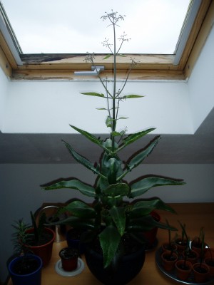 Brutblatt Knospen.JPG