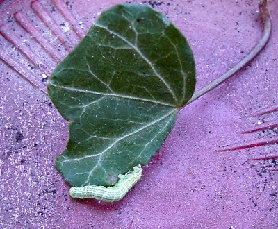PIC_0923.JPG