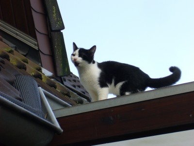 Katzen 006.jpg