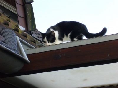 Katzen 005.jpg