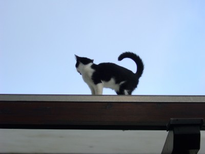 Katzen 004.jpg