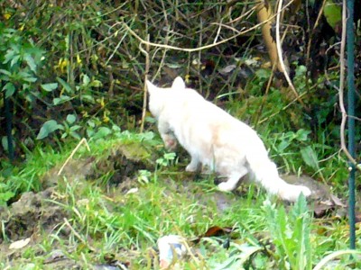 Katzen 003.jpg