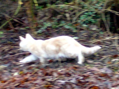 Katzen 002.jpg