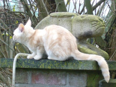 Katzen 001.jpg