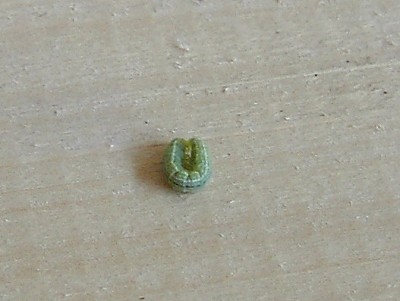 PIC_0922.JPG