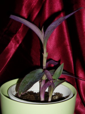 Tradeskantie pallida.JPG