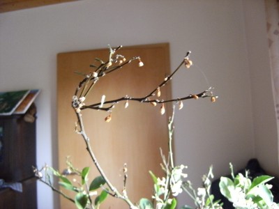 DSCF2210.JPG