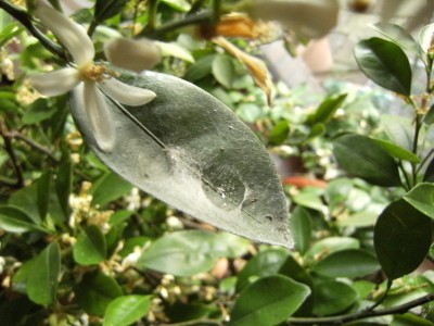 DSCF2217.JPG