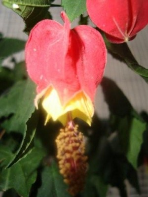 Abutilon Big Bell.jpg