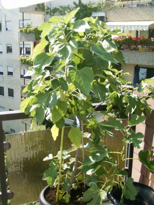 RIMG0157.JPG