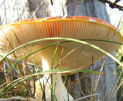 die 3 fragezeichenlösung.jpg