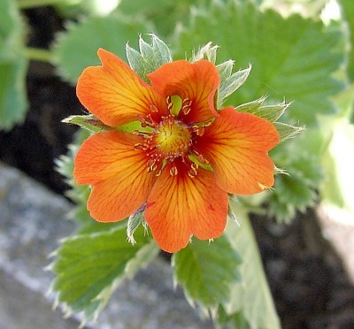 Fingerkraut-Potentilla atrosanguinea 30.04.07.JPG