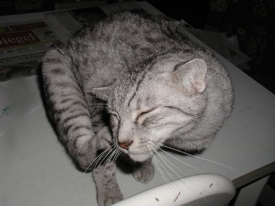 Bild1 Yanni.jpg