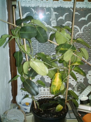 IMAG0001.JPG
