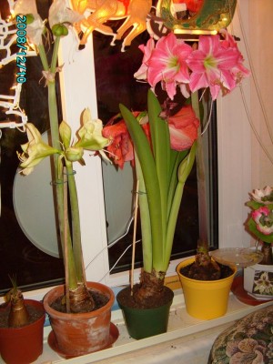 PICT0363.JPG