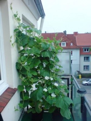 Kalebassen.jpg