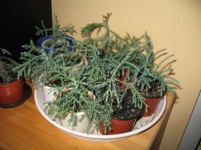 IMG_1703.JPG