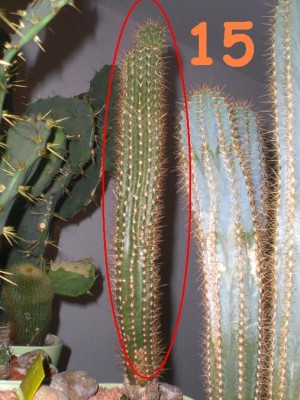 15.JPG