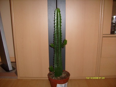Euphorbia_erythraeae_04.11.2008_1000x750.JPG