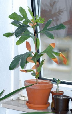 DSC_0457g.jpg