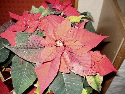 28.12.2007 072 1.jpg