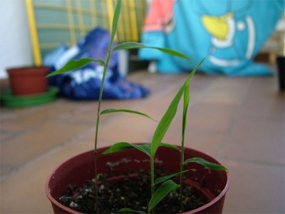 DSCF0575.jpg