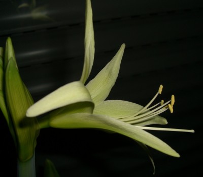 CIMG5012 - Kopie.JPG