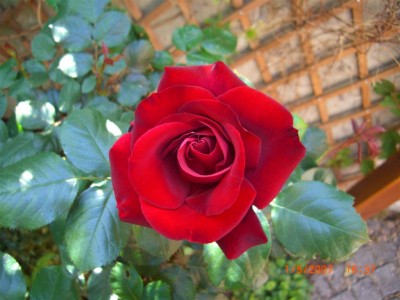 Rose, rot.JPG