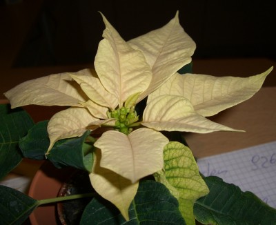 CIMG5027 - Kopie.JPG