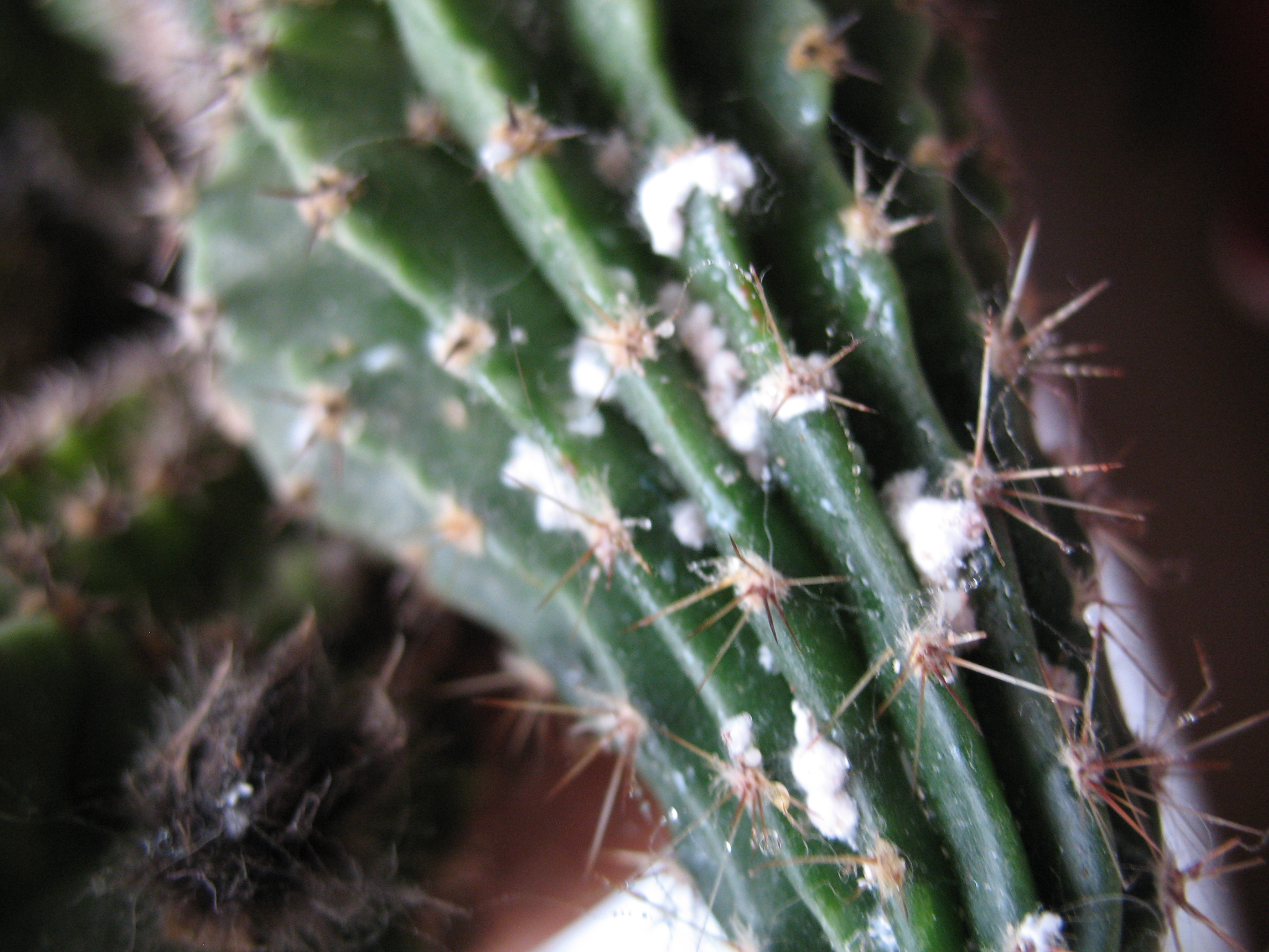 mammillaria gracilis oruga Buy Mammillaria vetula cv. 'Oruga' Australia