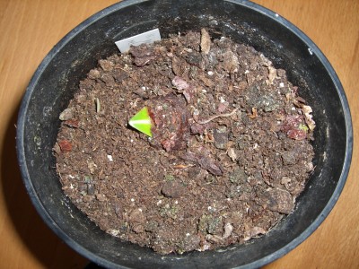 Hippeastrum ret. var. striatifolium 17.12.08.jpg