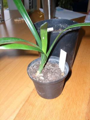Clivia miniata var. citrina Sämling 17.12.08.jpg