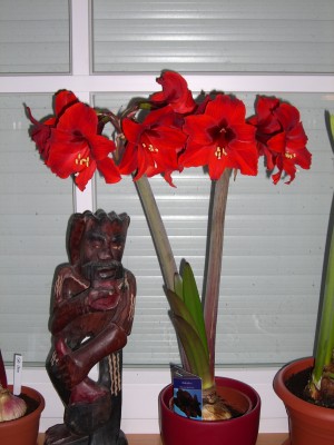 Hippeastrum Black Velvet 15.12.08.jpg