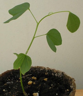 Orchidenbaum.jpg
