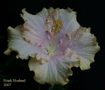 Hibiscus-06_01-06.jpg