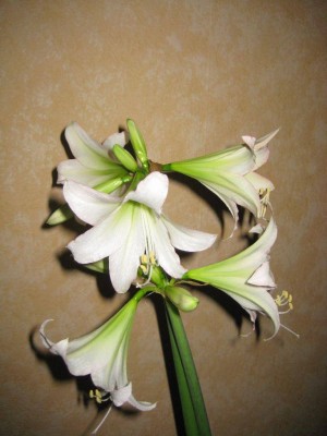 Kolibri_Amaryllis 2.jpg