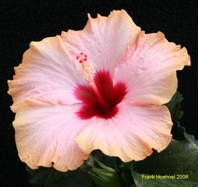 Hibiscus-Brighty2.jpg