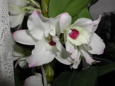 Orchi1a.jpg