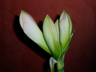 Amaryllis Knospe.JPG
